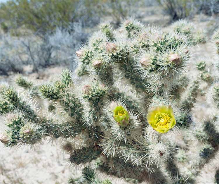 one Cane Cholla cactus with a yellow flower and white thorns