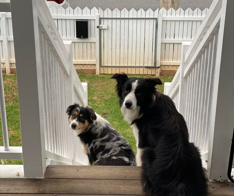 border collies in brisbane 