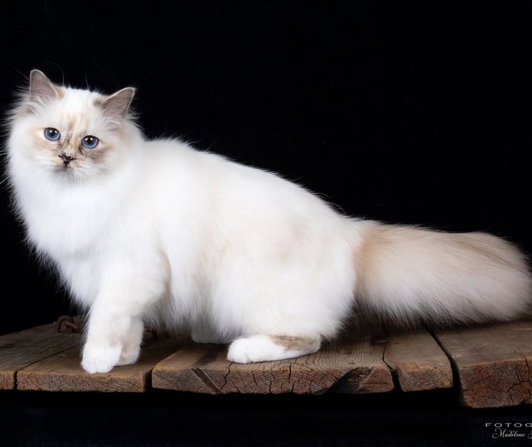 Blåskilpaddemasket Hellig Birma | Supreme Champion Sabine Annebelle