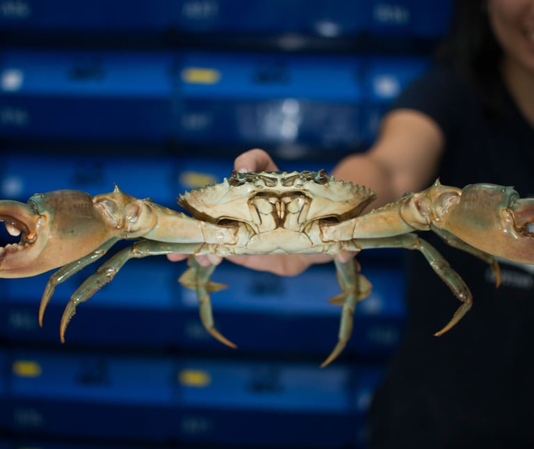 vietnamese mud crabs