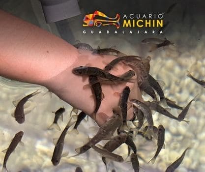 Peces - Tour Acuario Michin de Guadalajara saliendo de Morelia