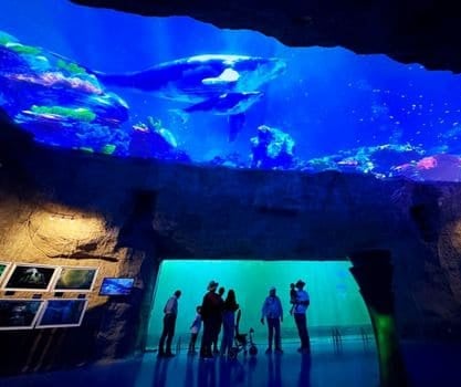 Acuario - Tour Zoologico de guadalajara saliendo de Morelia