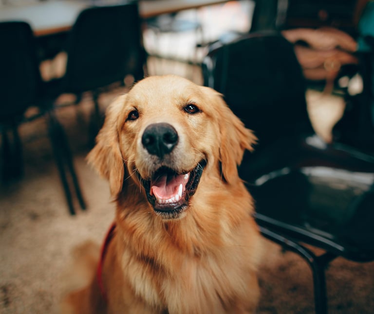 cute pupper