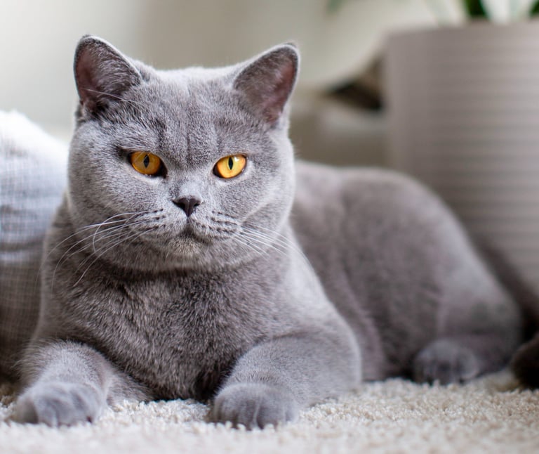 TICA-registered British Shorthair queen Bella with a plush solid blue coat