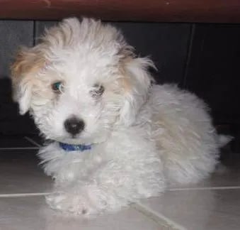 teacup maltipoo on the floor
