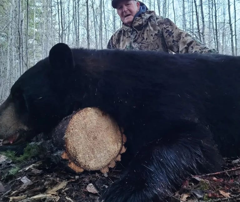 Saskatchewan black bear hunts - 419 lb black bear with hunter