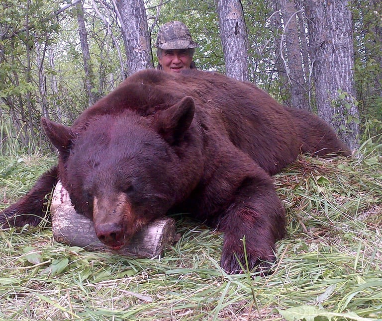 Saskatchewan black bear hunts - giant cinnamon bear
