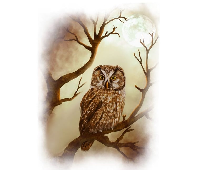 Owl Spirit Animal from Animal Spirit Oracle Deck