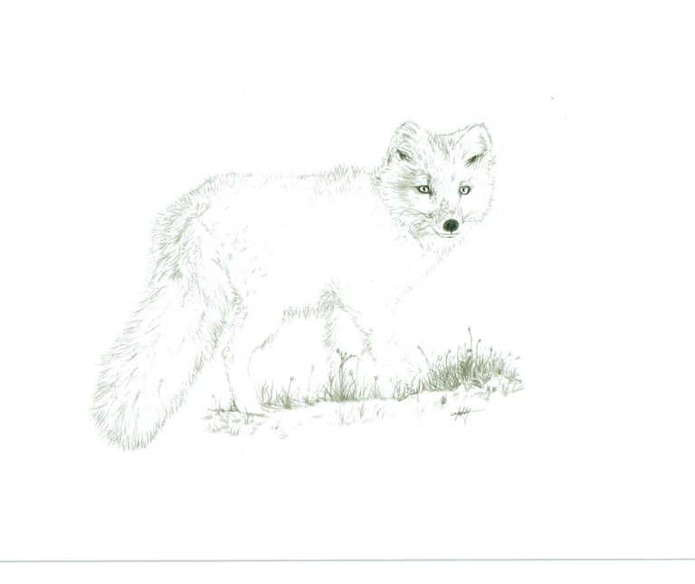 arctic fox 6''X9''