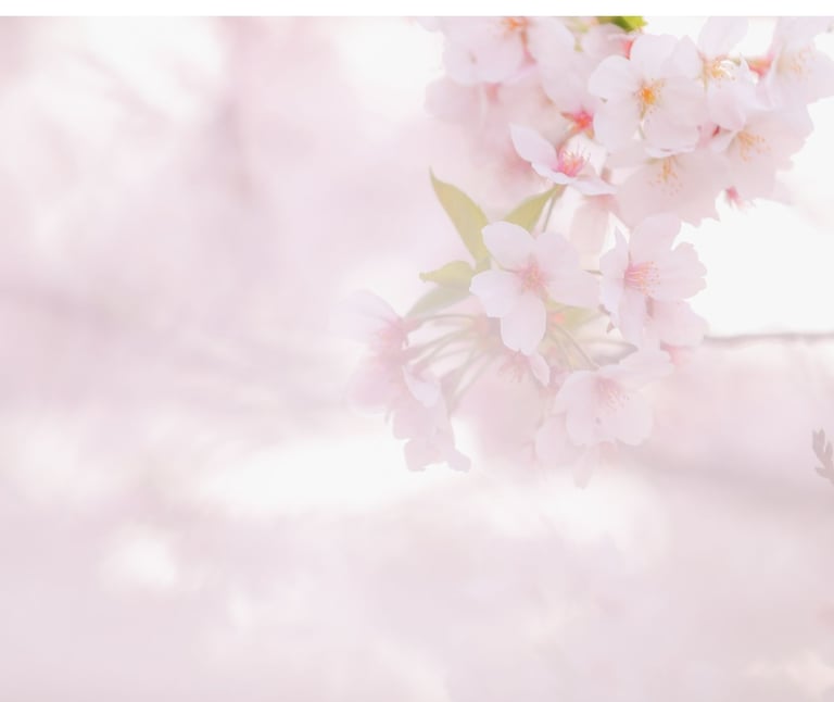 ajoute une bordure a l'image