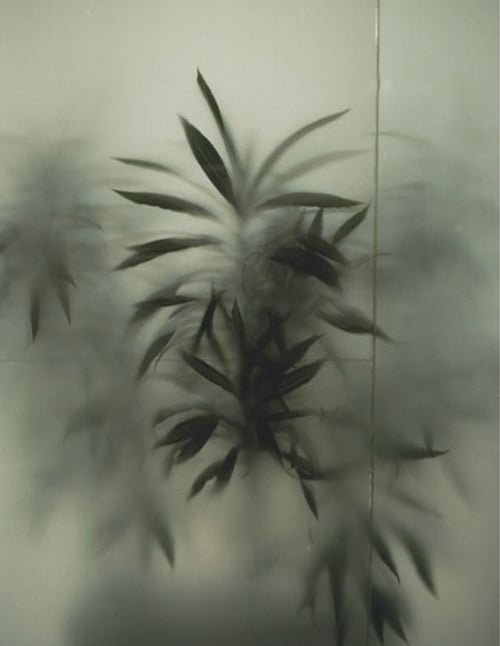 Plante derrière une vitre flou