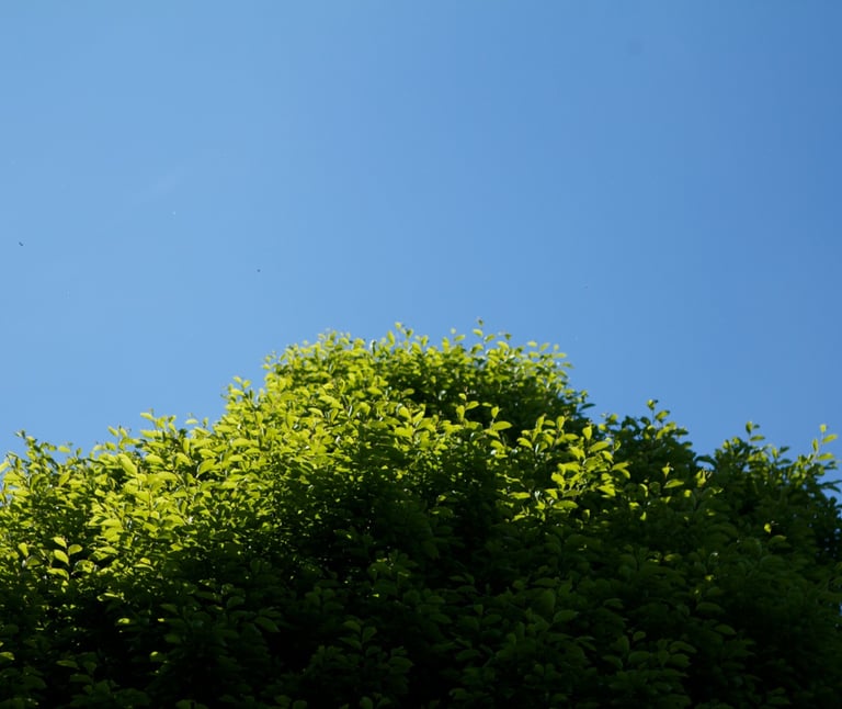 Burnout Seattle Solutions: Tree with a blue sky in the background, symbolizing stability and calm