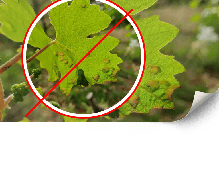 Control ecològic de plagues en vinyes de Mallorca | Viñarts