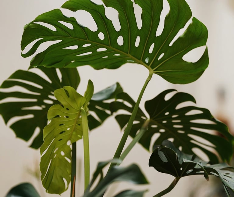 Monstera plant with new fenestrated growth