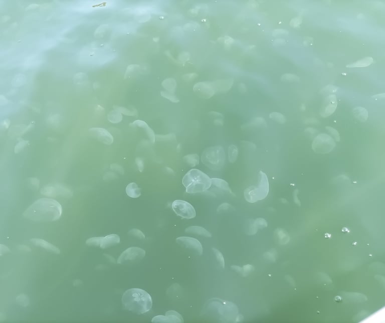 Jellyfish everywhere