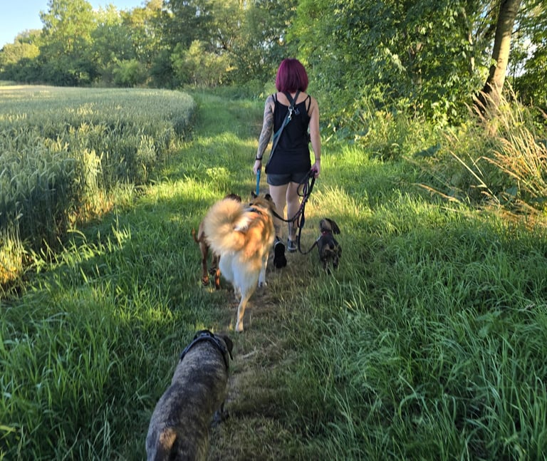Dogz Erding Gassi-Service