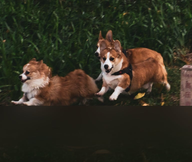 dogAdvisor | dogadvisor | dog advisor | dogAdvisor.dog