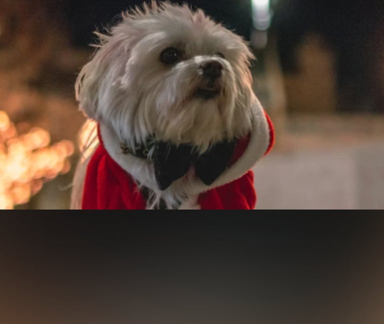 dogAdvisor | dogadvisor | dog advisor | dogAdvisor.dog