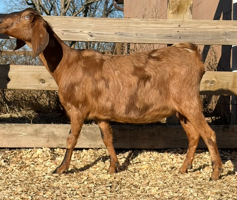A brown goat standing in shavings in the sun 