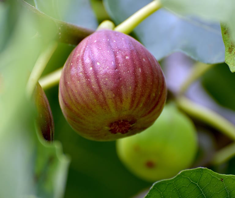 A ripe purple mission fig hanging on a green fig tree branch with lush leaves in a garden.