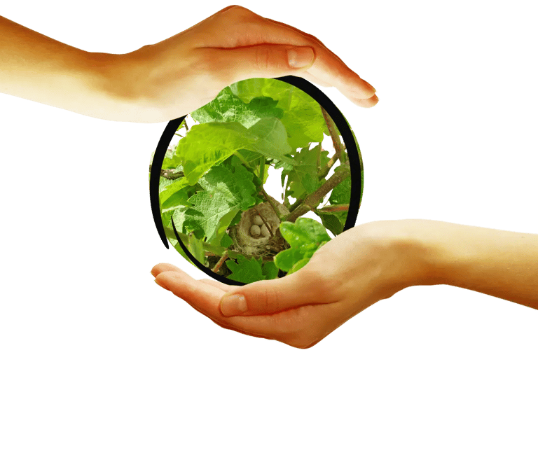 tratamientos ecológicos para viñedos en Mallorca.