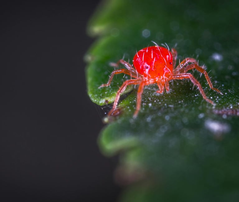 Red Spider Mite