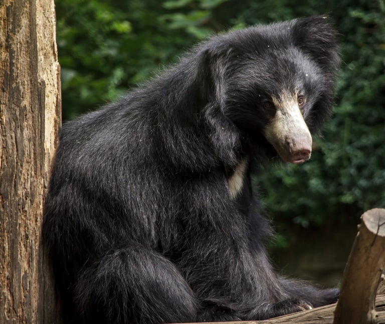 ours lippu dans la vallée de la Churia