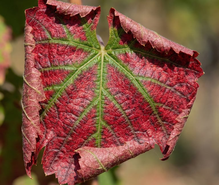 KWRYO, (Leafroll) Virus de enrollamiento