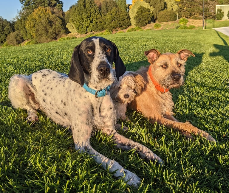 Duplo, Lexi, Lego, dogs in drop together