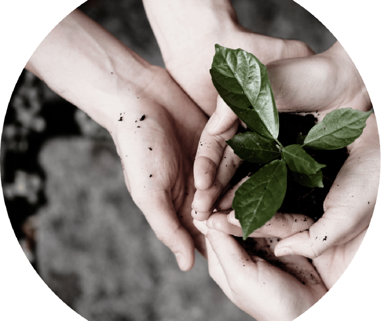 two hands holding a plant with a plant in the middle