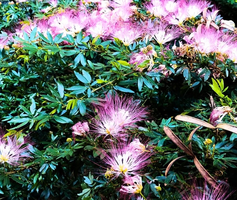On a Bobinsana shrub with dense green leaves, pink flowers bloom.