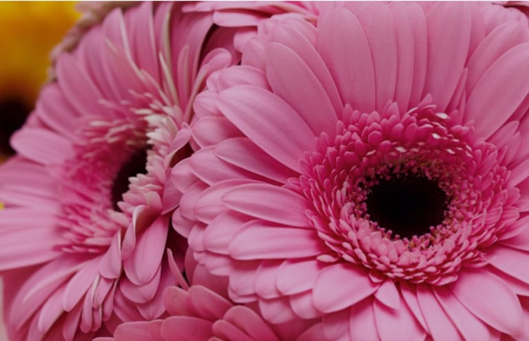 gerbera cut flowers