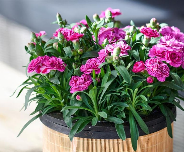 a potted planter with pink flowers