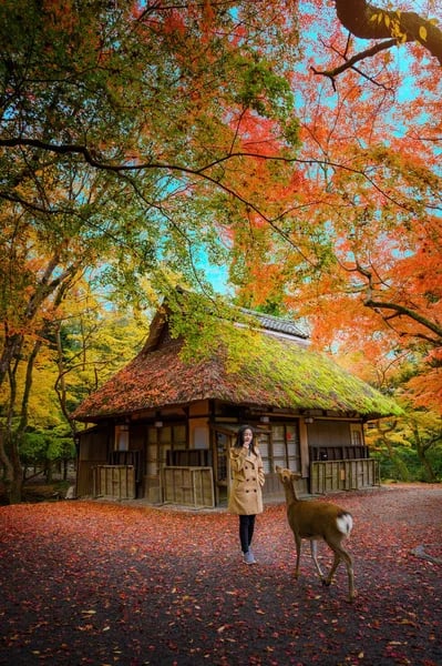 Géobiologie, nettoyage d'un lieu avec neutralisation, équilibrage et protection 