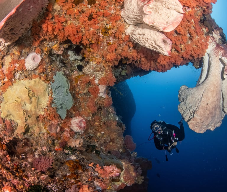 a scuba diver in a coral reef