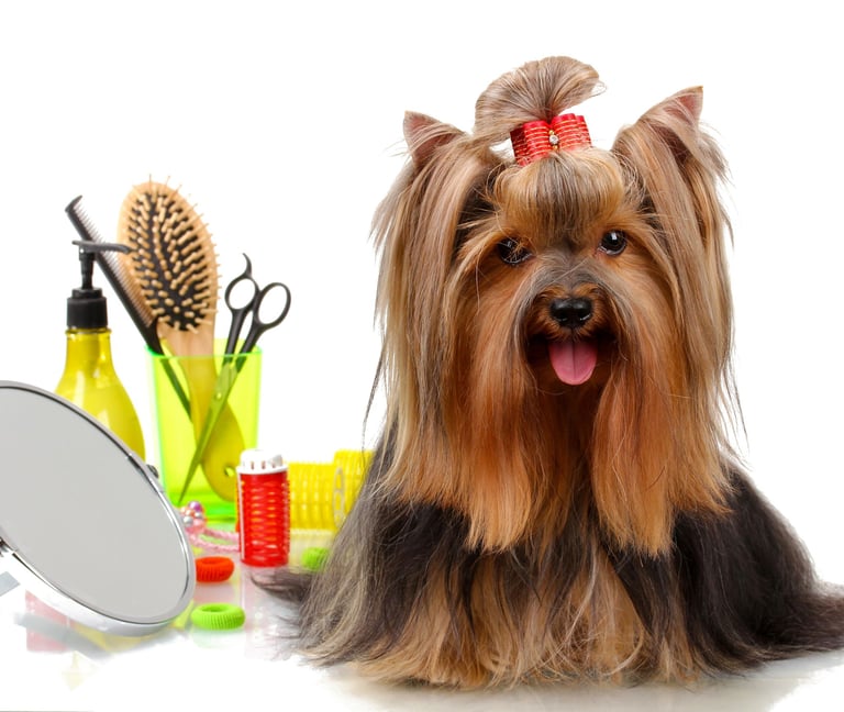 Banho e tosa para Cães e gatos daycare pet