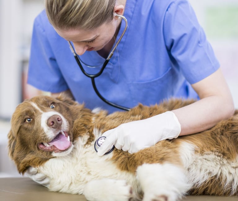 Consultório Veterinário, vacinas, pronto atendimento, medicamentos raio X Day Care Pet Bairro Guaíra