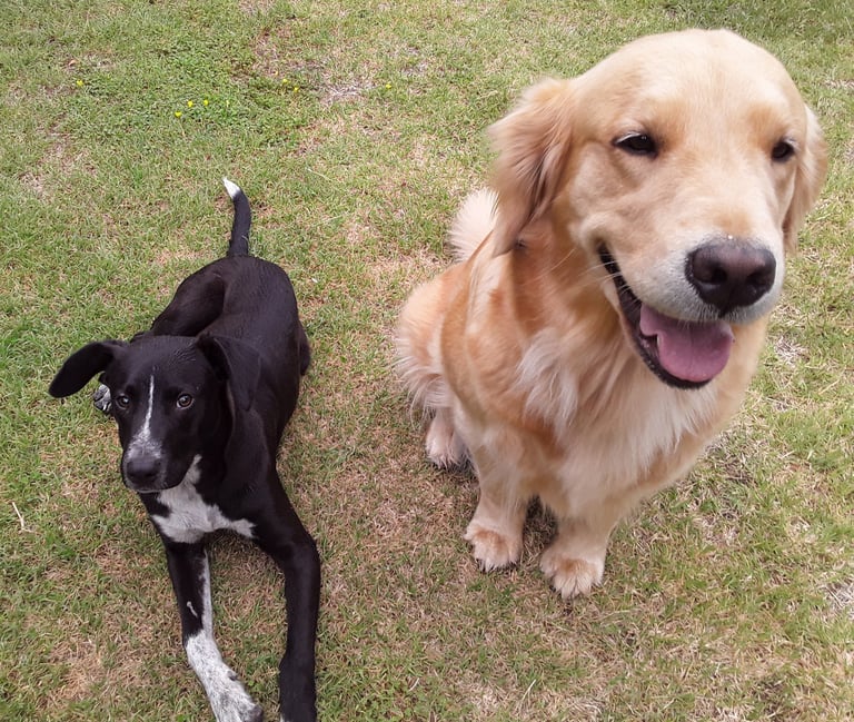 adiestrador PROFESIONAL UBA