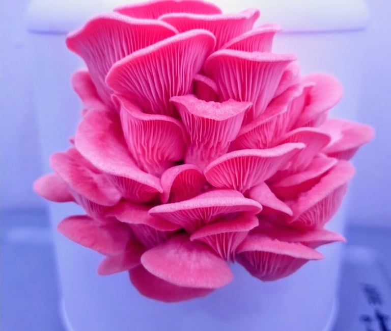 pink oyster mushroom