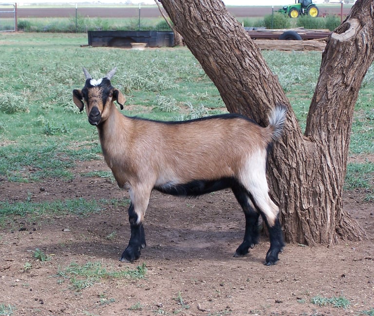 Heritage Texas Range Goat - Doeling (young female).