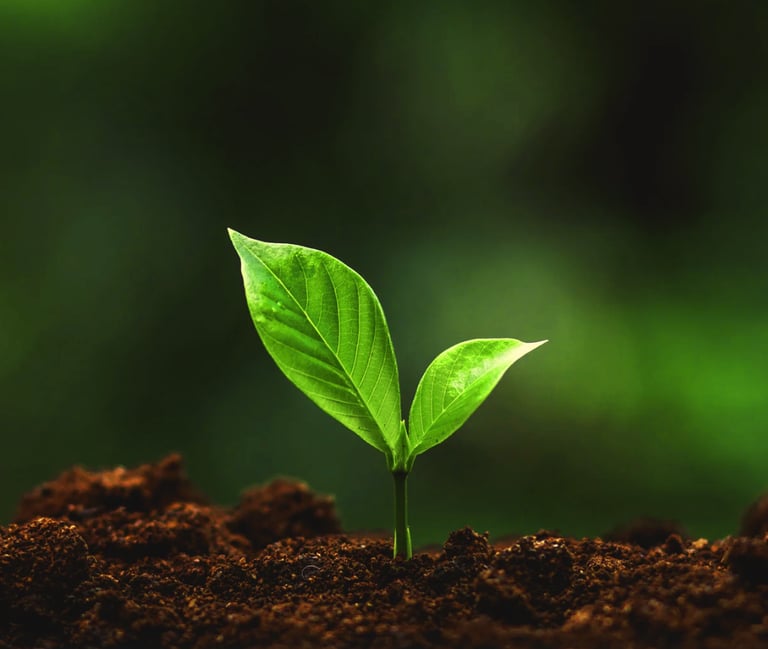 Bankeaz | A growing tree for sustainability