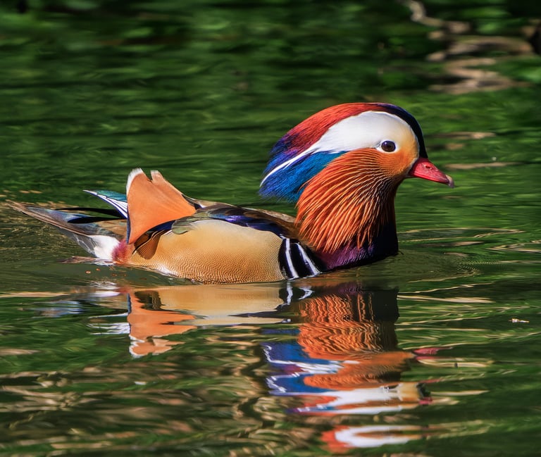 A drake Mandarin Duck in Regent's Park.