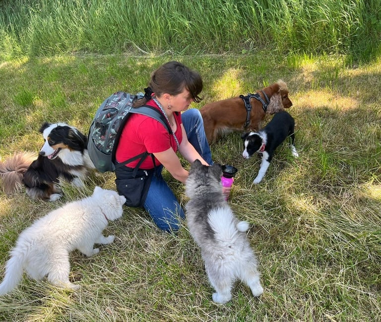 pause lors de la balade collective chiot