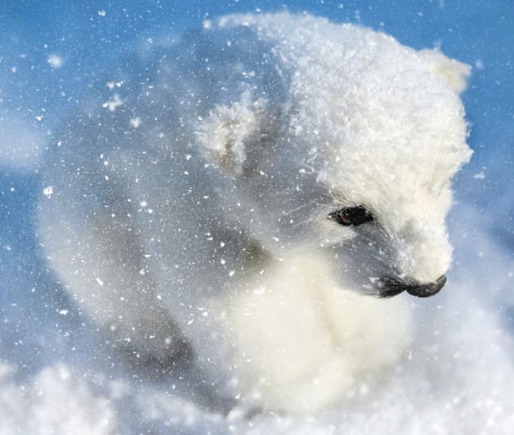 Bankeaz | Cute baby polar bear waiting in the snow to be adopted