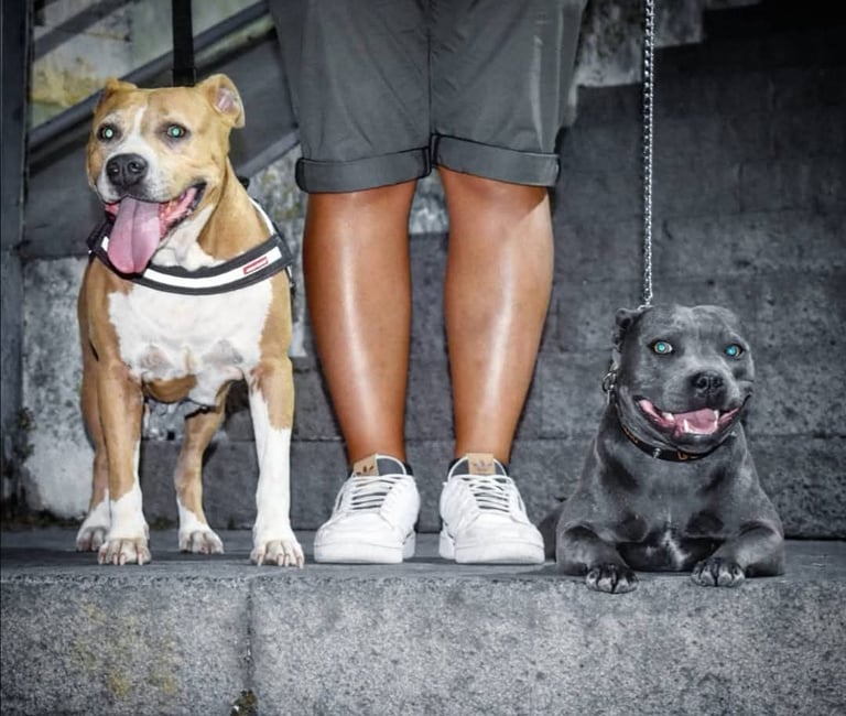 Asia, Amstaff Femmina Fulva adulta