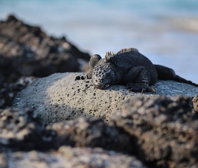 sustainable luxury travel galapagos eco friendly responsible tourism ecolodges meaningful travel