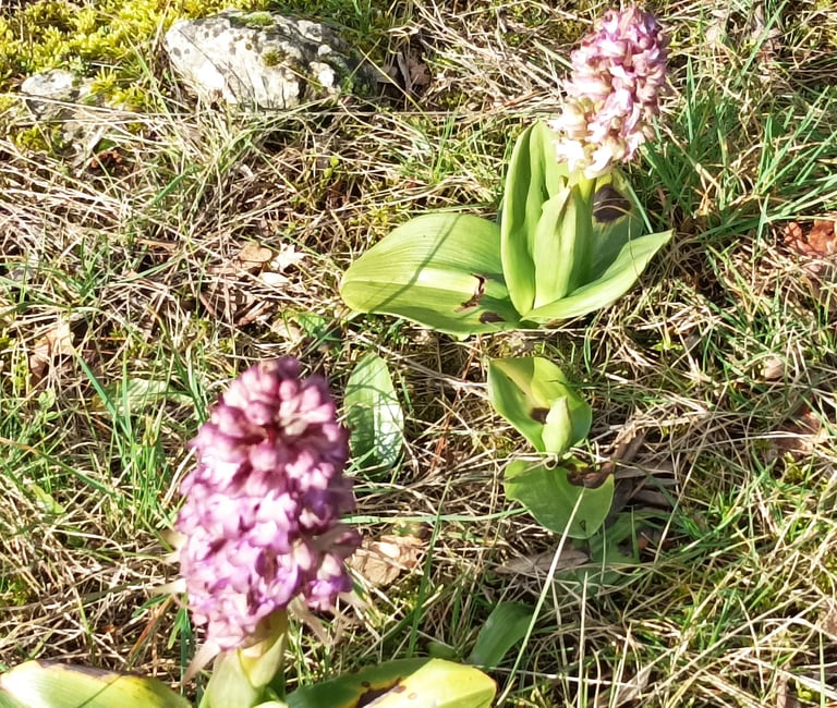 Wild orchids