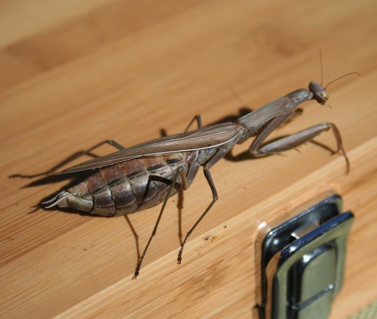 Praying Mantis