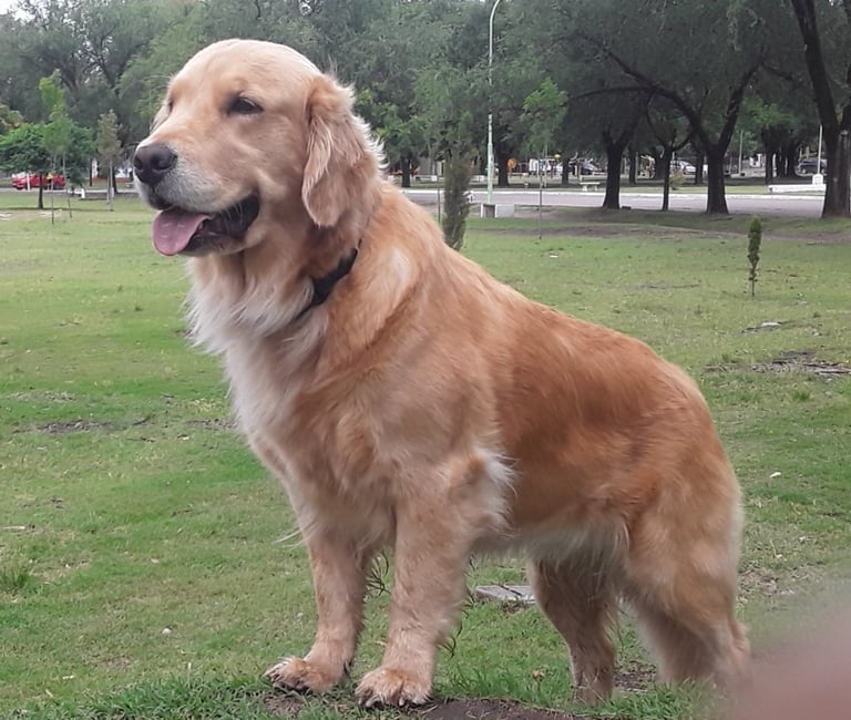Golden Retriever Consultor Canino online