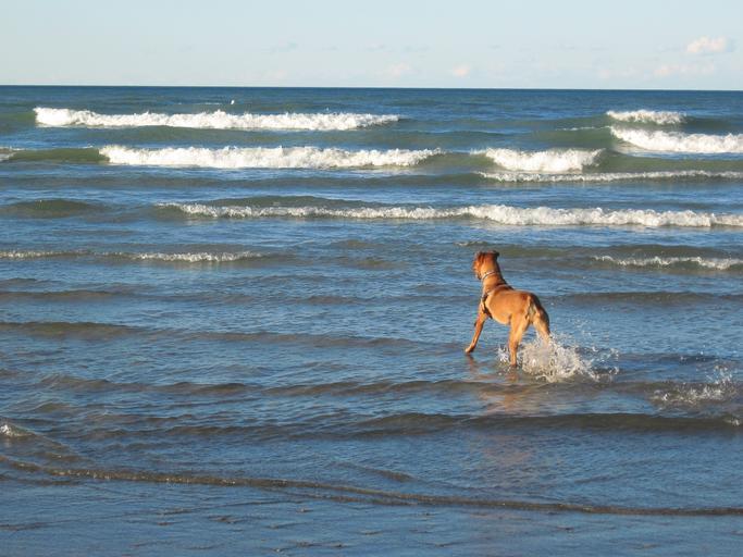 Perro en la playa de Alboraya, Valencia
